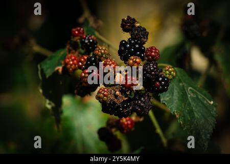 More in diversi stadi di maturazione su un ramo. Foto Stock