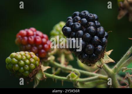 More in diversi stadi di maturazione su un ramo. Foto Stock