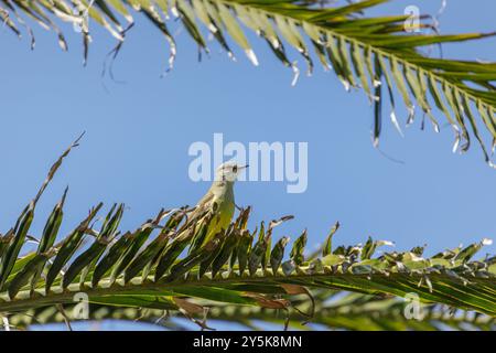 Kingbird tropicale (Tyrannus melancholicus) arroccato su una palma. Foto Stock