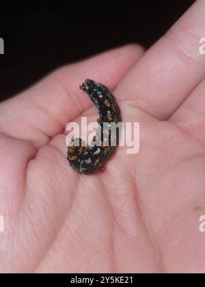 Giorno pascolo Moth (Apina callisto) Insecta Foto Stock