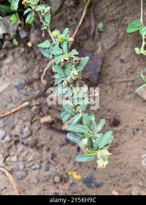 Iuta cubana (Sida rhombifolia) Plantae Foto Stock