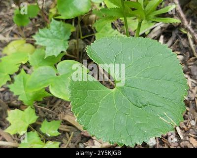 Kashubian Buttercups (Ranunculus cassubicus) Plantae Foto Stock