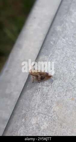 Alder Spittlebug (Aphrophora alni) Insecta Foto Stock