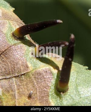 Hickory a forma di Awl Gall Midge (Caryomyia subulata) Insecta Foto Stock