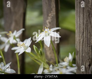 Fiori di stelle del latte (Ornithogalum umbellatum) Foto Stock