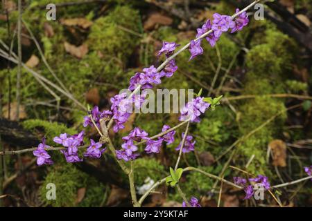 Seidelbast, Daphne mezereum, Daphne, mezereon, tintorell, nana laurel Foto Stock