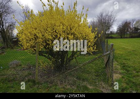 Forsythia, Forsythia, Garden Forsythia, Golden Lilac, Golden Bell Foto Stock
