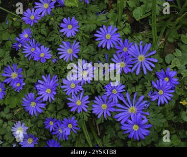 Anemone balcanico, Anemone blanda, anemone balcanico, fiore a vento greco, alghe greche Foto Stock