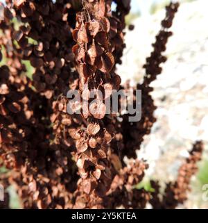 Scottish Dock (Rumex aquaticus) Plantae Foto Stock