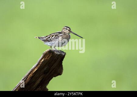 Cecchino comune, (Gallinago gallinago) riposa su attesa, Svezia, Svezia, Europa Foto Stock