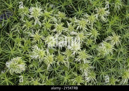 Muschio della torba (Sphagnum) tra muschio comune dello sphagnum (comune di Polytrichum), Emsland, bassa Sassonia, Germania, Europa Foto Stock