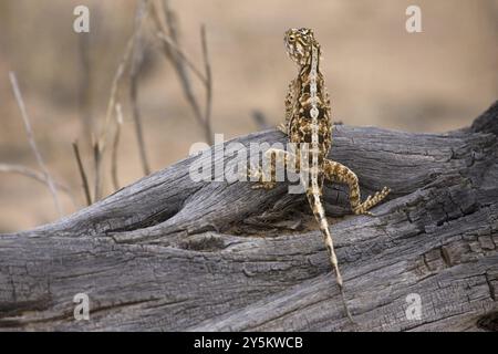 Spiny agama (Agama aculeata), femmina, agglomerato Kalahari Gemsbok NP, Sudafrica, Africa Foto Stock