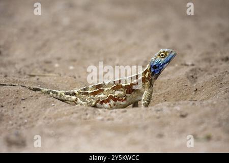 Spinosa agama (Agama aculeata), femmina, . Colorazione al momento della deposizione delle uova, Kalahari Gemsbok NP, Sudafrica, Africa Foto Stock