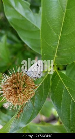 Reakirt's Blue (Echinargus isola) Insecta Foto Stock