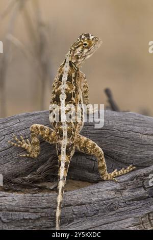 Spiny agama (Agama aculeata), femmina, Kalahari Gemsbok NP, Sudafrica, Africa Foto Stock