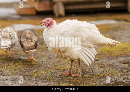 Paesaggio rurale con ampio petto di tacchino domestico. Foto Stock