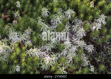 Muschio della torba (Sphagnum) tra muschio comune dello sphagnum (comune di Polytrichum), Emsland, bassa Sassonia, Germania, Europa Foto Stock