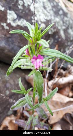 Weasel's-muso (Misopates orontium) Plantae Foto Stock