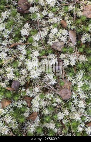 Muschio della torba (Sphagnum) tra muschio comune dello sphagnum (comune di Polytrichum), Emsland, bassa Sassonia, Germania, Europa Foto Stock