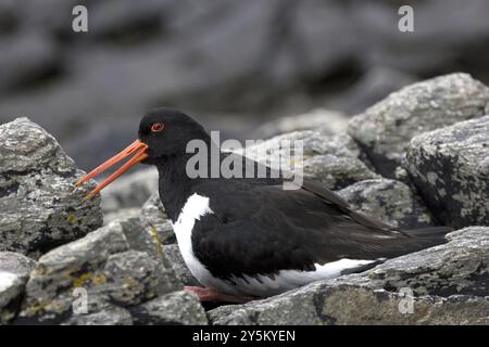 Oystercatcher (Haematopus ostralegus), allevando i suoi giovani su rocce, Norvegia, Norvegia, Europa Foto Stock