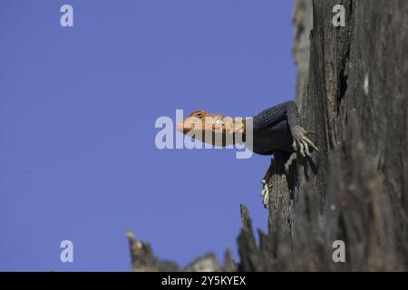 Roccia namibiana agama, (Agama planiceps) maschio in abito da sposa, Etosha NP, Namibia, Africa Foto Stock