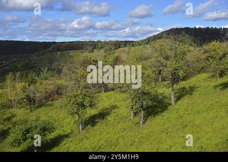 Frutteti e vigneti nei pressi di Ammerbuch-Breitenholz, distretto di Tuebingen, Baden-Wuerttemberg, Germania, frutteti e vigneti nei pressi di Ammerbuch-Breitenholz Foto Stock