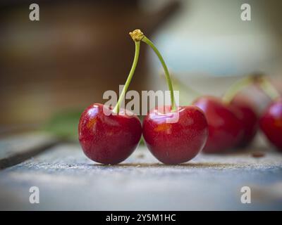 Ciliegie appena raccolte Foto Stock