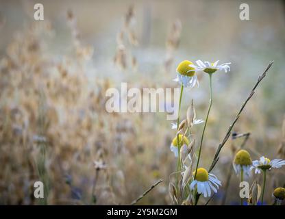 Fiori di camomilla di fronte a un campo d'avena Foto Stock