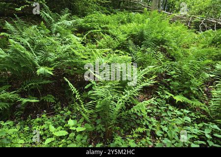 Wurmfarn, Dryopteris, felci di legno Foto Stock