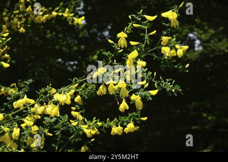 Scopa comune, Cytisus scoparius, scopa comune, scopa scozzese Foto Stock