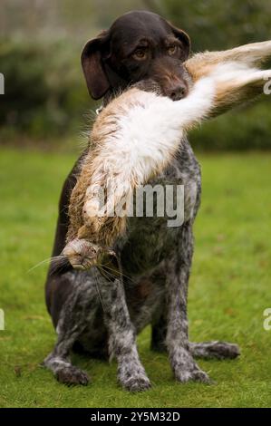 Deutsch Drahthaar con lepre, Deutsch Drahthaar con lepre Foto Stock