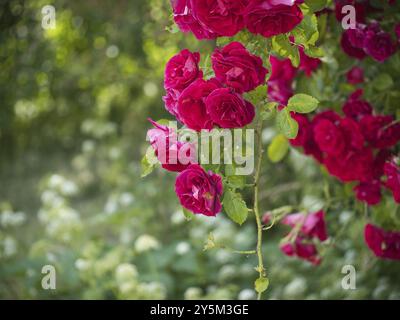 Rose rosse Foto Stock