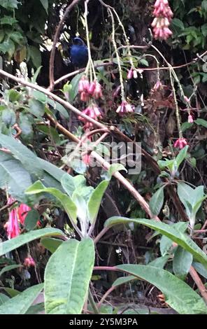 Flowerpiercer mascherato (Diglossa cyanea) Aves Foto Stock