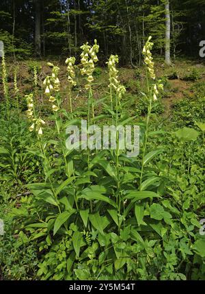 foxglove a fiore grande, digitalis grandiflora, foxglove a fiore grande, foxglove perenne giallo Foto Stock