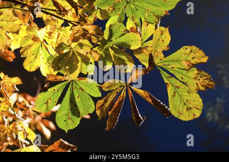 La castagna lascia la luce Foto Stock