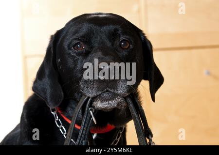 Il cane nero tiene il guinzaglio in pelle nera Foto Stock