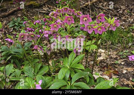 Christrosen, helleborus atrorubens, ellebore viola scuro, ellebore rosso Foto Stock