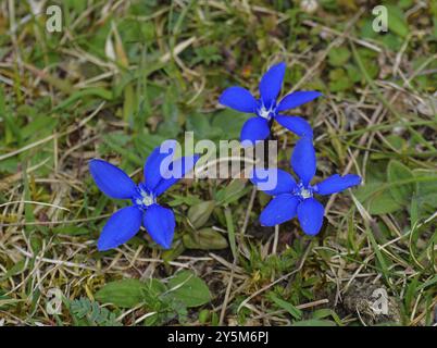 Genziana primaverile, gentiana verna, genziana primaverile Foto Stock
