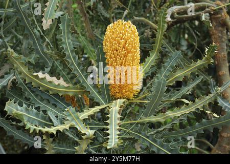 Banksia ashbyi, banksia, banksia, pianta d'argento, banksia dorata Foto Stock