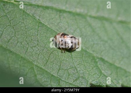 Alder Spittlebug (Clastoptera obtusa) Insecta Foto Stock