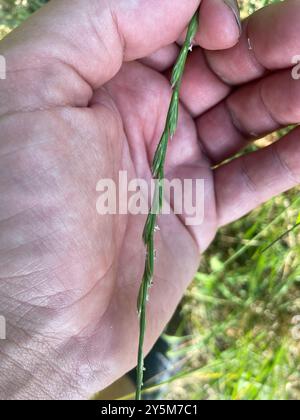 Ryegrass perenne (Lolium perenne) Plantae Foto Stock