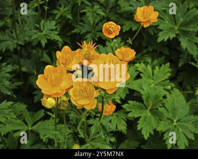 Trollflower, Trollius europaeus, Globeflower, Globeflower europeo, Globeflower Foto Stock