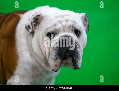 Un primo piano del volto di un Bulldog, con la fronte rugosa e gli occhi scuri, su uno sfondo verde. Foto Stock