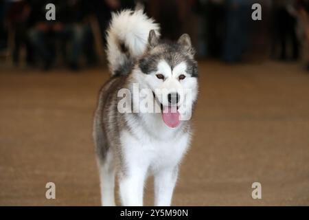 Alaskan Malamute Cane Foto Stock