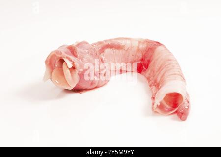 Faringe, trachea con laringe per l'alimentazione cruda Foto Stock