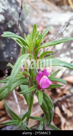 Weasel's-muso (Misopates orontium) Plantae Foto Stock