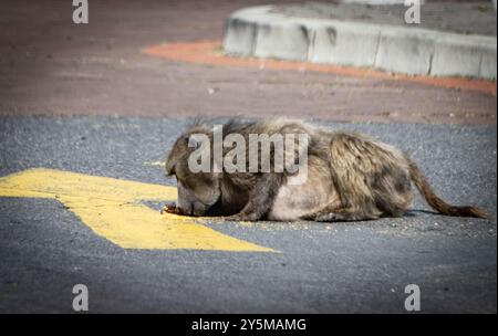 Un babbuino solitario si siede in mezzo a una strada, si dirige verso il basso, creando una scena cupa e introspettiva, che mette in risalto sia la malinconia che la selvaggia na Foto Stock