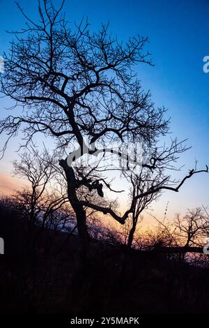 Un'immagine sorprendente di un albero senza fronzoli che si staglia contro un tramonto vibrante, catturando le sfumature del cielo in transizione. I rami creano un'intricata toppa Foto Stock