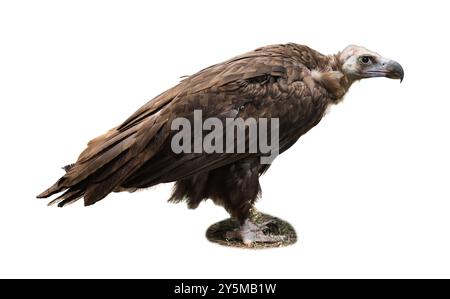 Bellissimo avvoltoio griffon eurasiatico su sfondo bianco. Uccello esotico Foto Stock