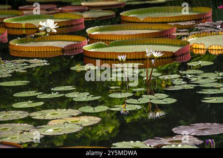 Le ninfee bianche riposano dolcemente sull'acqua, circondate da un lussureggiante laghetto verde pieno di vari tamponi di giglio e riflessi sereni, creando un ambiente rilassante Foto Stock